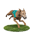 RY娛樂城娛樂城白金賽狗 RY娛樂城娛樂城白金賽狗